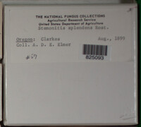 Stemonitis splendens image